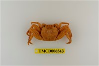 藏品(無斑斜紋蟹)的圖片